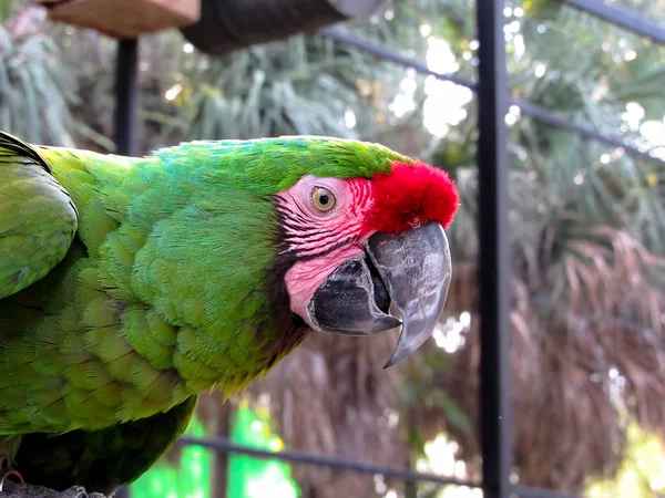 Macaw in Aviary — Stock Photo, Image