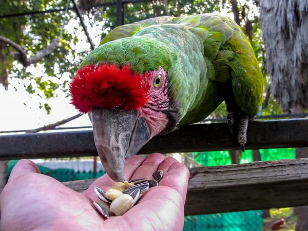 Macaw in Aviary Feeding from Hand — Stock Photo, Image