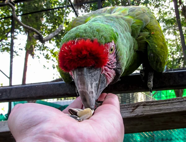 Macaw in Aviary Feeding from Hand — Stock Photo, Image