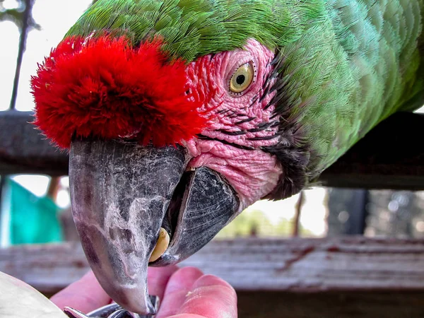Macaw in Aviary Feeding from Hand — Stock Photo, Image