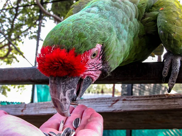 Guacamayo en alimentación aviar de la mano — Foto de Stock