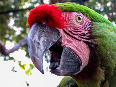Büyük kuş kafesi içinde Amerika papağanı