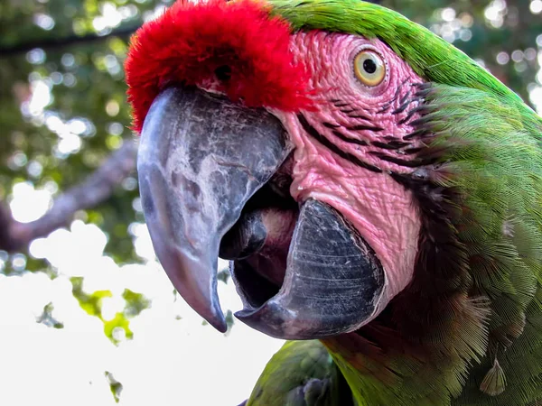 Guacamayo en Aviario —  Fotos de Stock