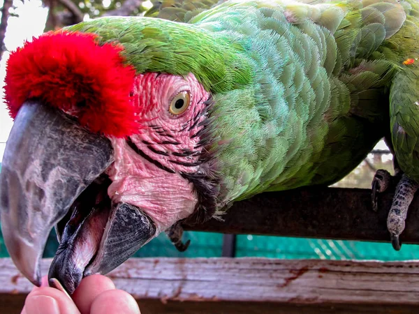 Guacamayo en alimentación aviar de la mano — Foto de Stock