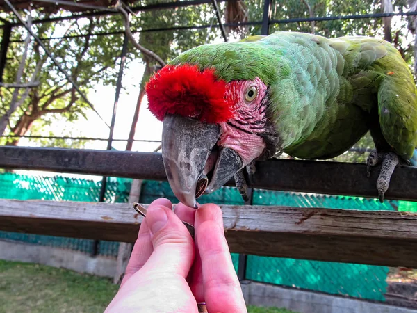 Macaw in Aviary Feeding from Hand — Stock Photo, Image