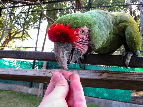 Macaw in Aviary Feeding from Hand — Stock Photo, Image