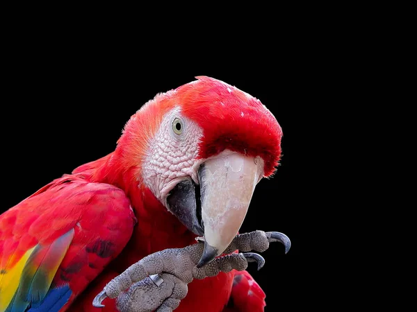 Macaw Eating Seeds Isolated