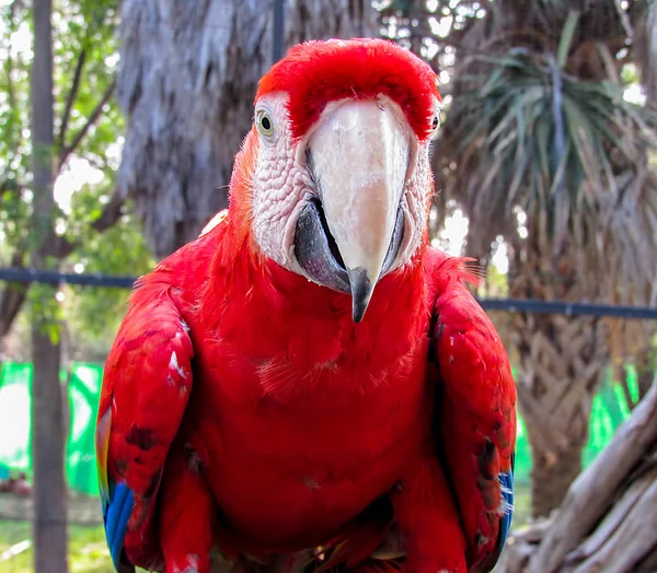 Macaw in Aviary — Stock Photo, Image