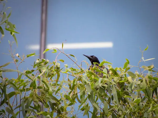 Nagy farkú grackle — Stock Fotó