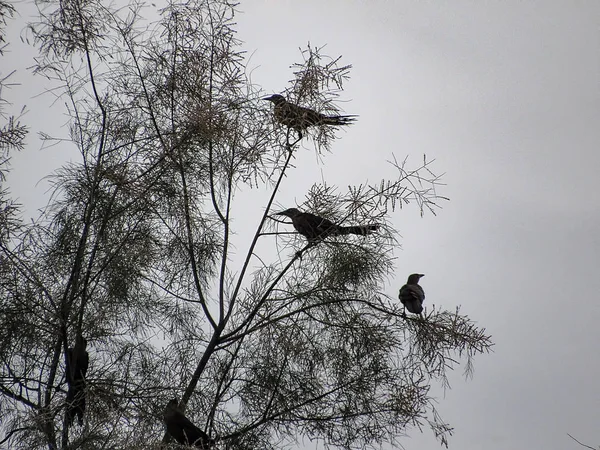 Nagy farkú grackle — Stock Fotó