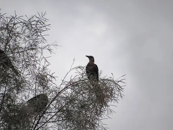 Nagy farkú grackle — Stock Fotó