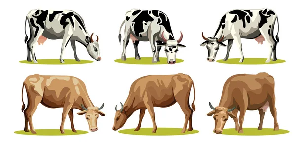 Set of isolated cows. — Stock Vector