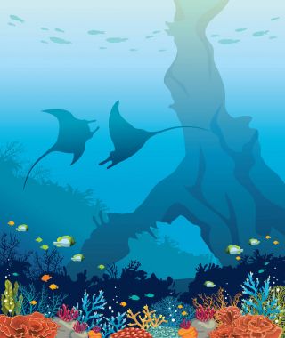 Mantas, mercan, deniz sualtı doğa.