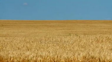 altın alan timelapse