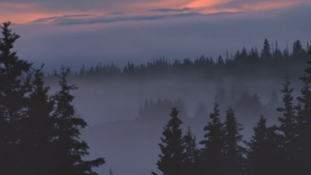 Bosque de niebla después de la oscuridad — Vídeo de stock