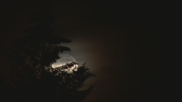 Full moon rising behind tree — Stock Video