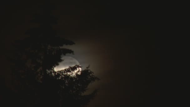 Vollmond steigt hinter Baum — Stockvideo