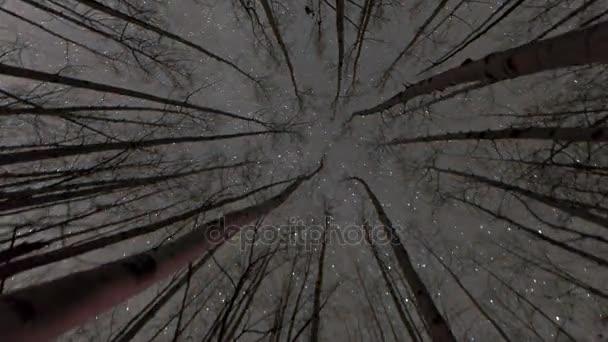 Regarder les étoiles à travers les arbres — Video