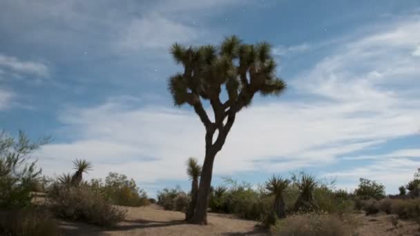 Pasar las nubes sobre el timelapse del árbol de Joshua — Vídeos de Stock