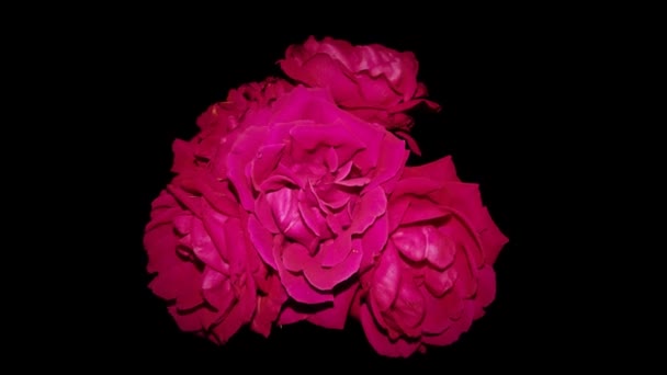 Rosen sind rot — Stockvideo