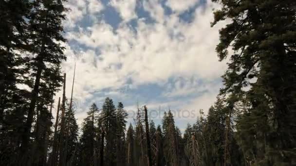 Doğal çam ormanı bulut timelapse — Stok video