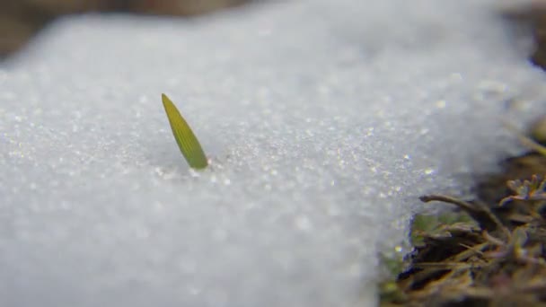 Snow grass cropped — Stock Video