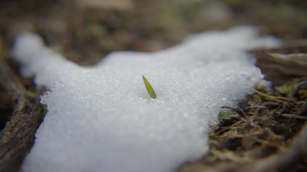 Snö gräs panorering — Stockvideo