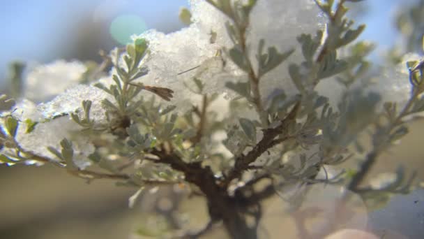 Árbol de nieve panorámica — Vídeos de Stock