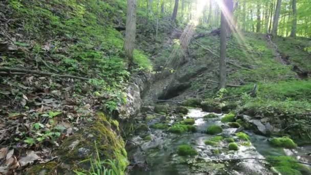 Солнце подглядывает сквозь деревья время истекает вода с кастрюлей — стоковое видео