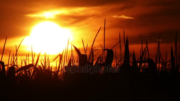 トウモロコシ畑の時間経過の夕日 — ストック動画