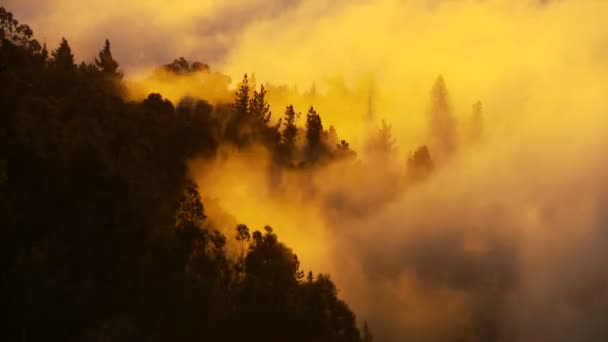 Nubes del atardecer a través de árboles timelapse — Vídeos de Stock