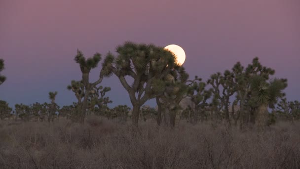 Sunset moon rising joshua tree — Stock Video
