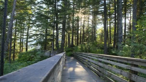 Time lapse bridge into green woods — Stock Video