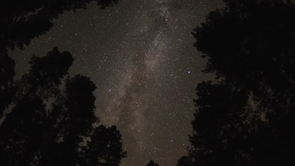 Έναστρο ουρανό μέσα από το κουβούκλιο δέντρο — Αρχείο Βίντεο