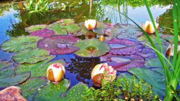 Time lapse lily pad — Stock Video