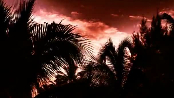 Timelapse zonlicht palmen — Stockvideo