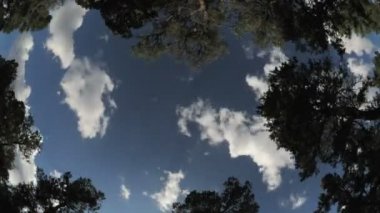 Ağaç seviyesinde, atışa timelapse geçen geniş açı bulutlar