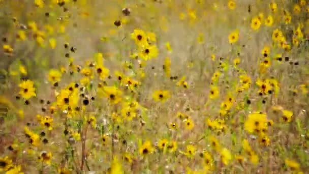 Gul blomma äng timelapse — Stockvideo