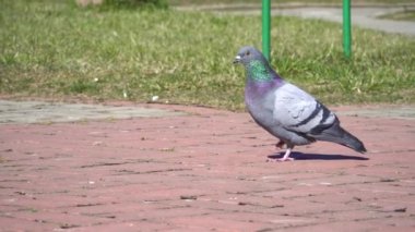 Mavi bir güvercin kaldırım boyunca koşar. Komik kuşlar. Baharın erken başlangıcından dolayı kuşların hareketi. Kuş koruma dünyası..