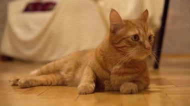 Kırmızı kedi yerde yatar sonra korku içinde ayağa fırlar. Komik hayvanlar. Hayvan içgüdüsü..