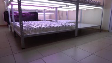 Özel laboratuvarlarda böğürtlen üretimi. Raflardaki bitkilerin filizlendiği kavanozlar. Mor lambalarla dolu bir odada demir raflarda kavanozlar..
