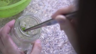 Bir uzman cımbızla bitki örnekleri alıyor. Sağlıklı gıda ürünleri üretimi. Özel laboratuvarlarda böğürtlen üretimi.