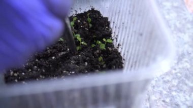 Uzman bitki örnekleri özel bir kabın içinde. Sağlık için yararlı olan bitkilerin üretimi. Güzellik için kozmetik üretimi için ham maddeler.