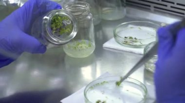 Uzman, kavanozdaki bitki örneklerini cımbızla alıyor ve özel bir tepsiye koyuyor. Yabanmersini üretimi.