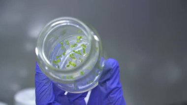 İçinde bitki örnekleri olan bir kavanoza yakın çekim. Kavanozun dibine ekilmiş yeşil lahanalar. Yabanmersini üretimi.