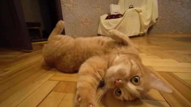 Gato Rojo Está Tirado Suelo Balanceándose Divertido Comportamiento Animal Gracioso — Vídeos de Stock