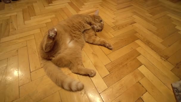 Die Rote Katze Liegt Auf Dem Boden Und Streckt Ihr — Stockvideo