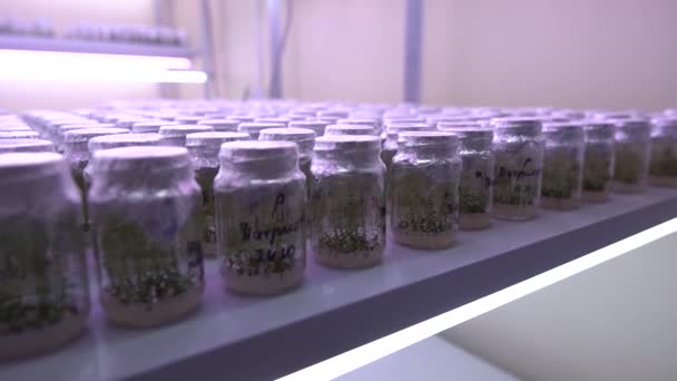 Özel Laboratuvarlarda Böğürtlen Üretimi Raflardaki Bitkilerin Filizlendiği Kavanozlar Mor Lambalarla — Stok video