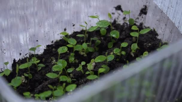 Container Met Kant Klare Plantenmonsters Productie Van Planten Die Nuttig — Stockvideo