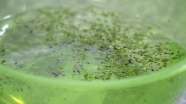 Yeşil Bir Kapta Bitki Örnekleri Var Sağlıklı Gıda Ürünleri Üretimi — Stok video